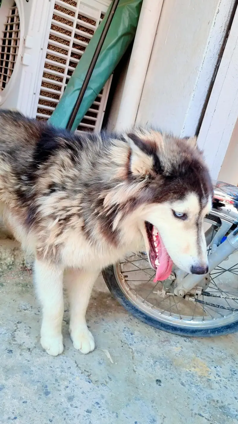 female Huskey for sale