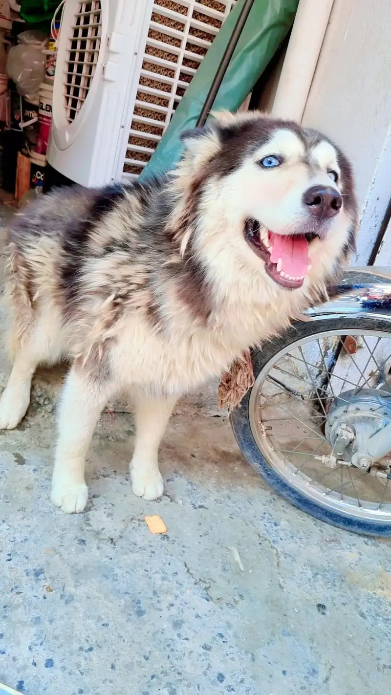 female Huskey for sale — photo 2