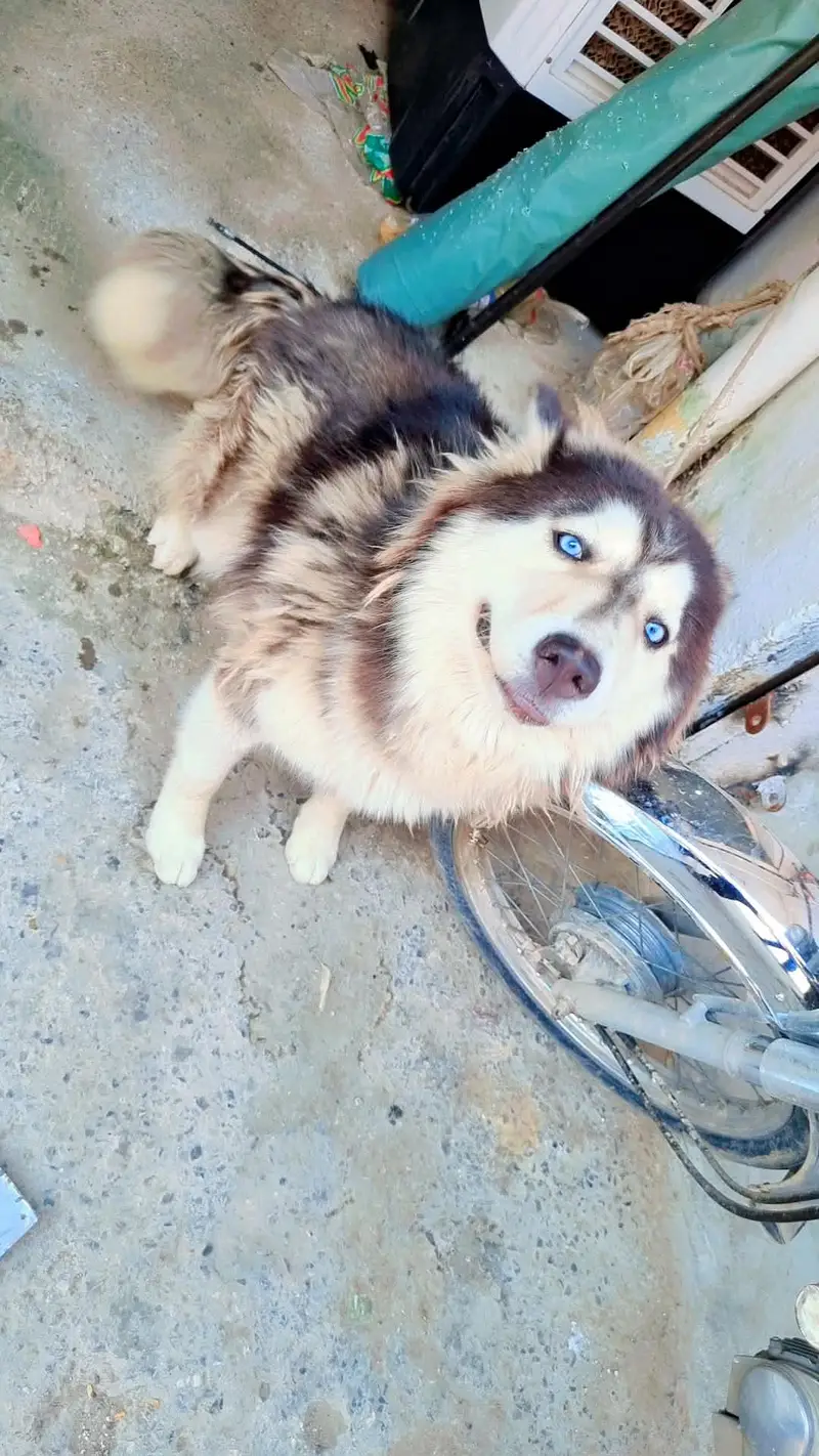 female Huskey for sale — photo 3