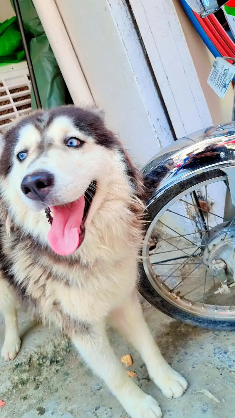 female Huskey for sale — photo 4
