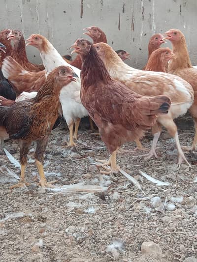 hens mix breed