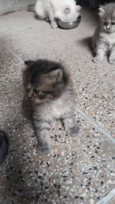 percian cat