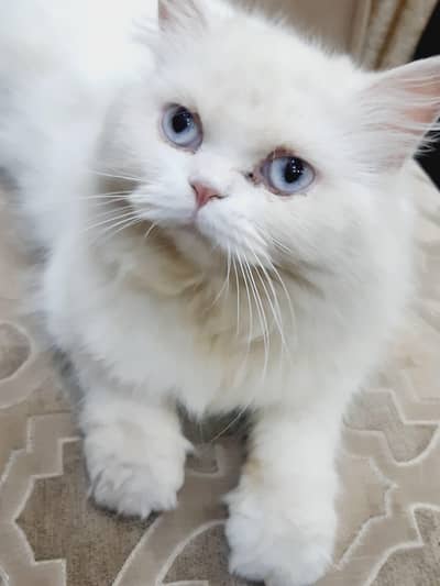 Persian Trained Cat