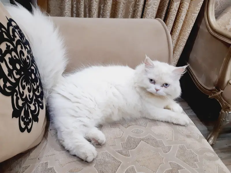 Persian Trained Cat — photo 2