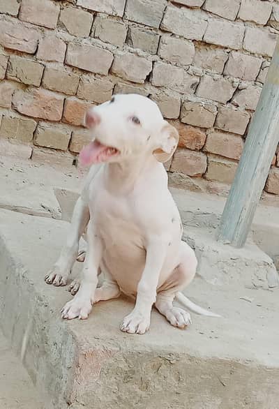red nose kohati gultiar female puppy