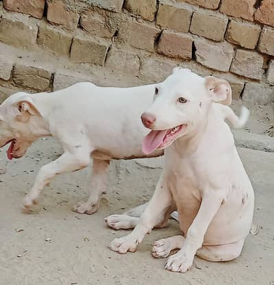 red nose kohati gultiar female puppy