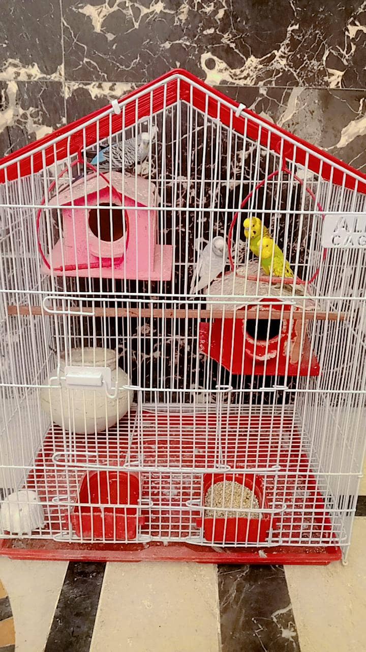 Budgies Fo Sall!! 0