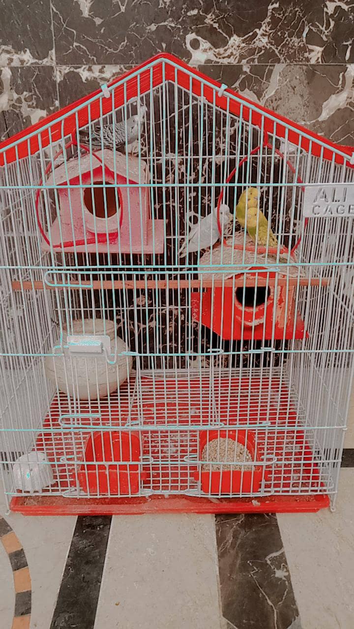 Budgies Fo Sall!! 1