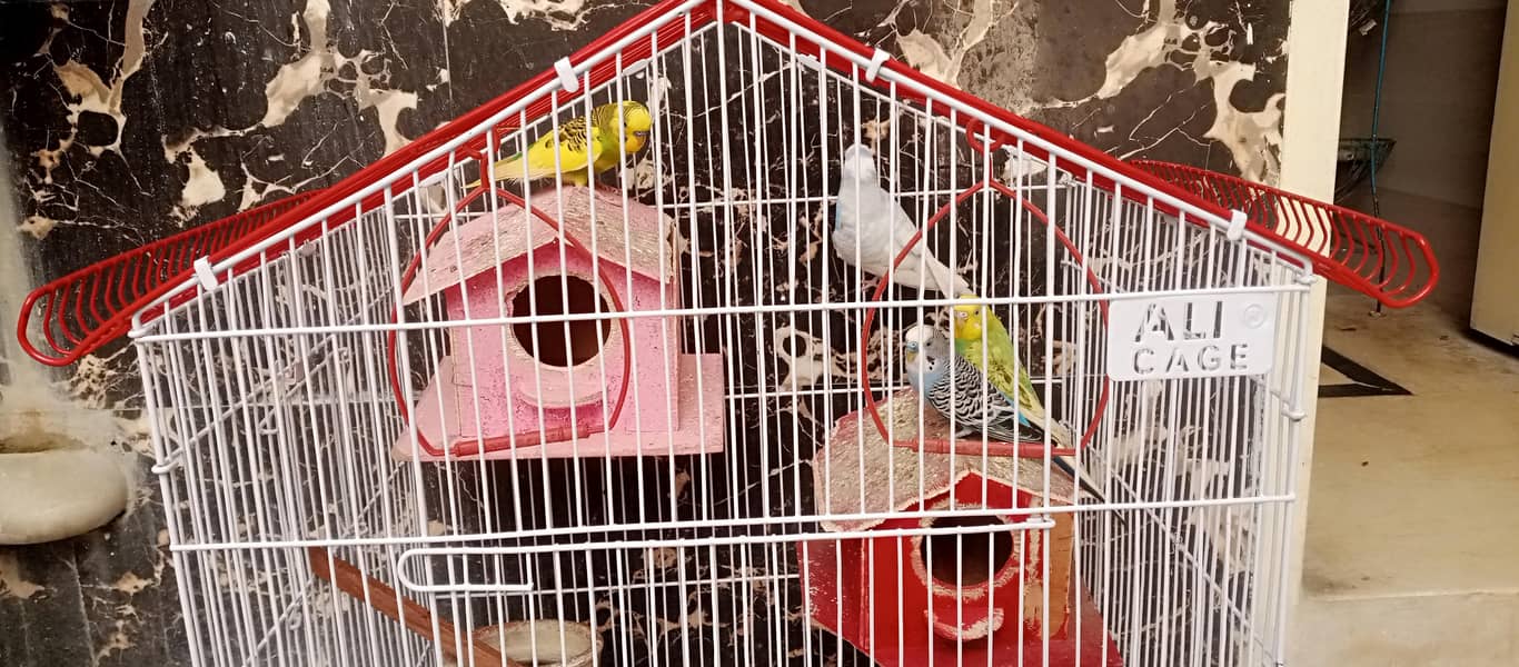 Budgies Fo Sall!! 2