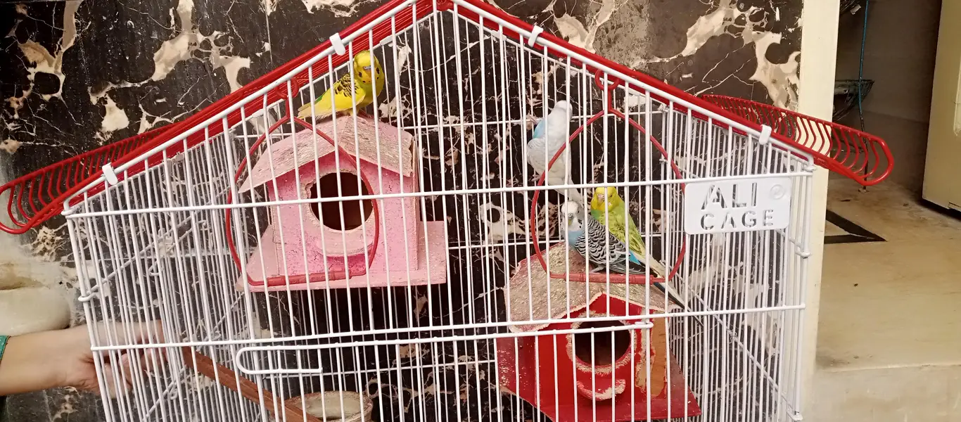 Budgies Fo Sall!! — photo 4