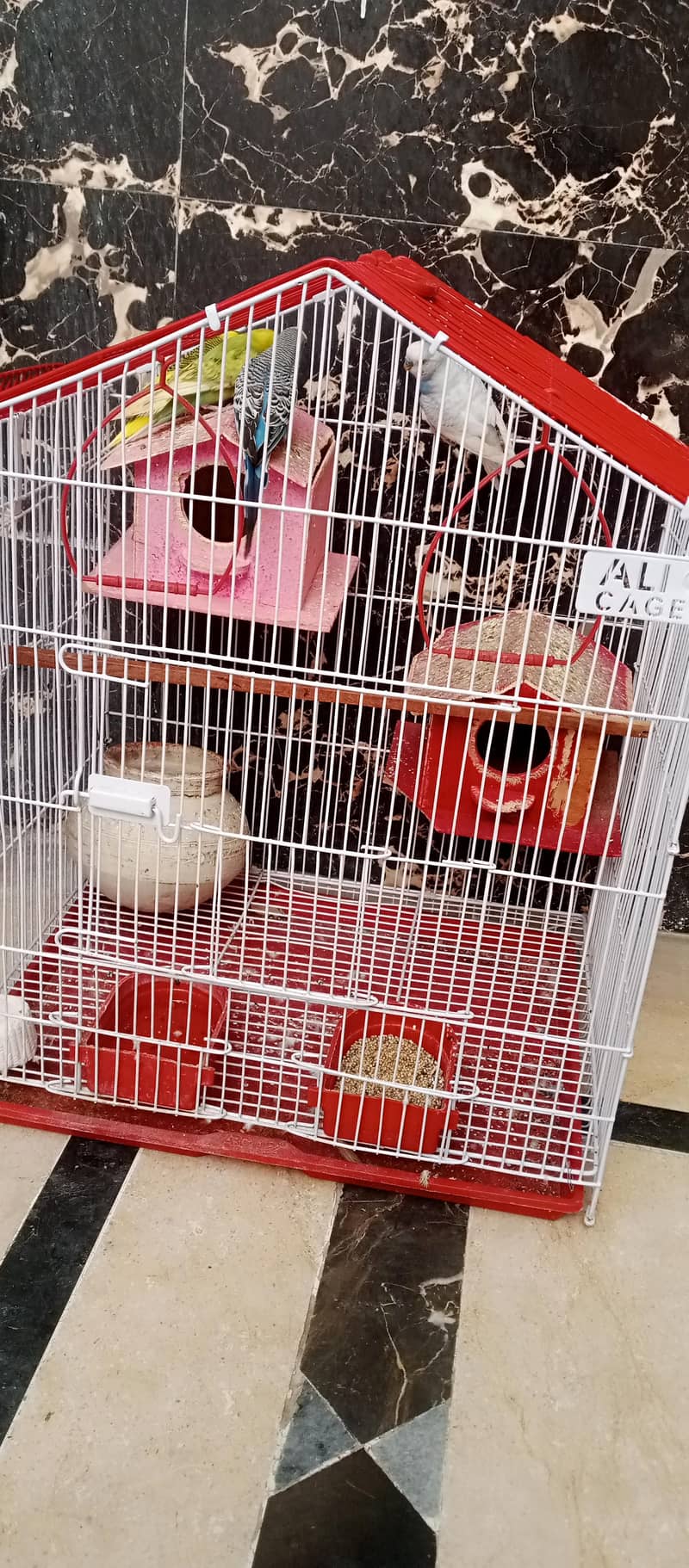 Budgies Fo Sall!! 4