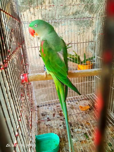 full talking parrot