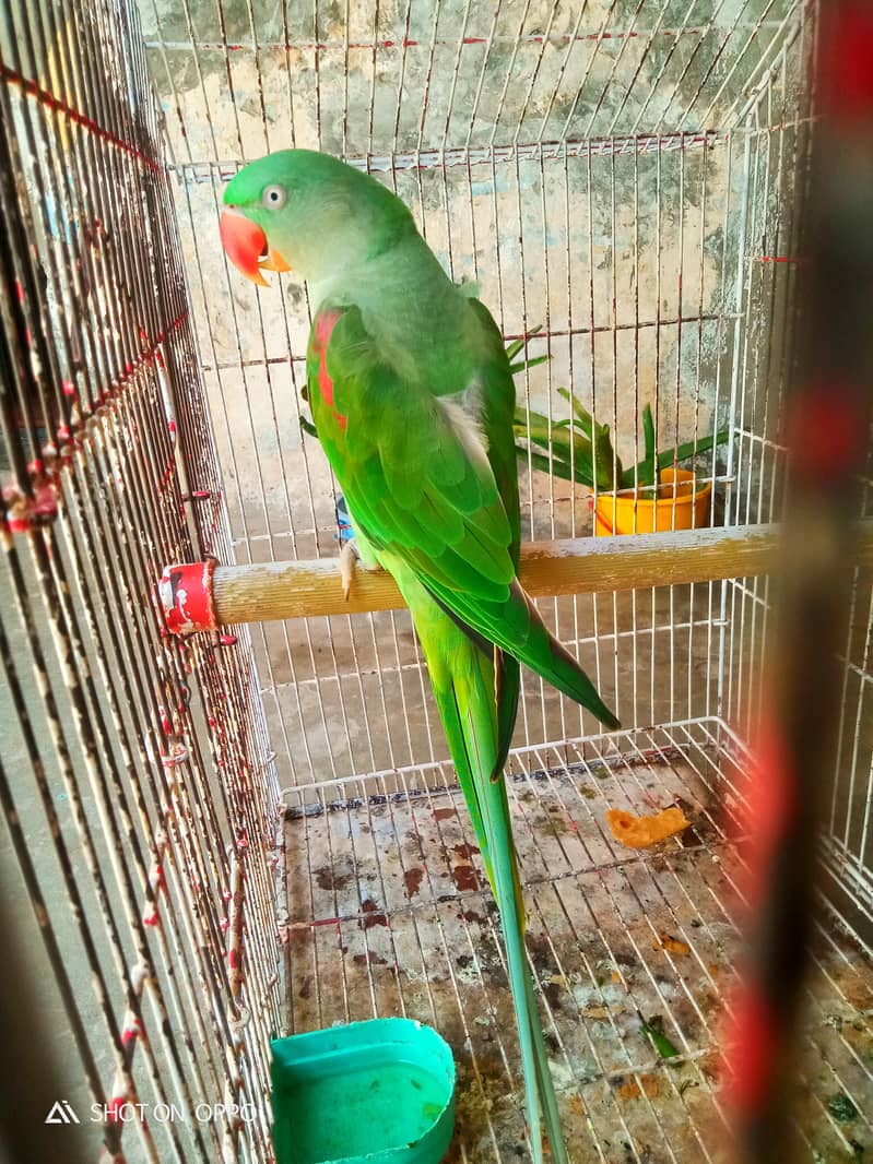 full talking parrot 0
