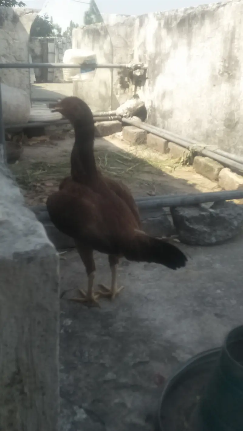 Murga and murgi — photo 3