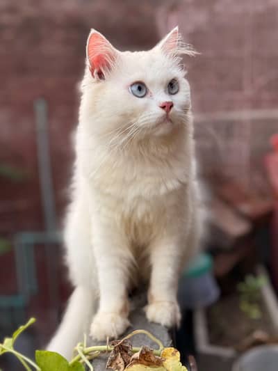 triple coded persian male cat fully healthy home breed
