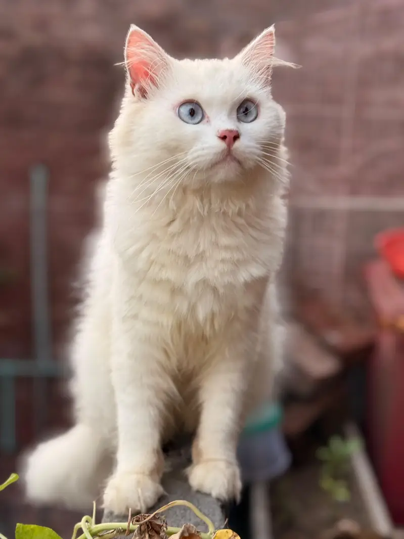triple coded persian male cat fully healthy home breed — photo 2