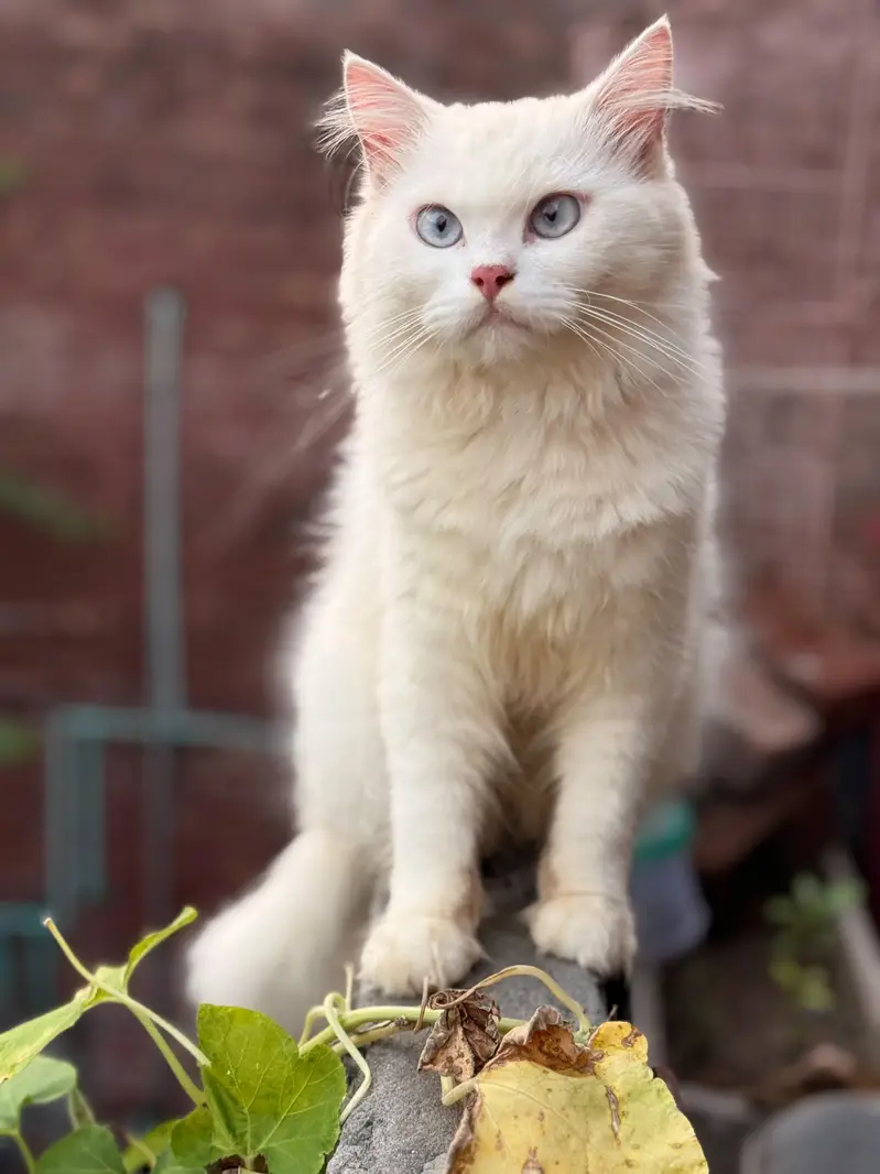 triple coded persian male cat fully healthy home breed — photo 3