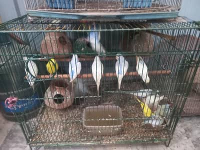 selling Australian parrots for sale with cages