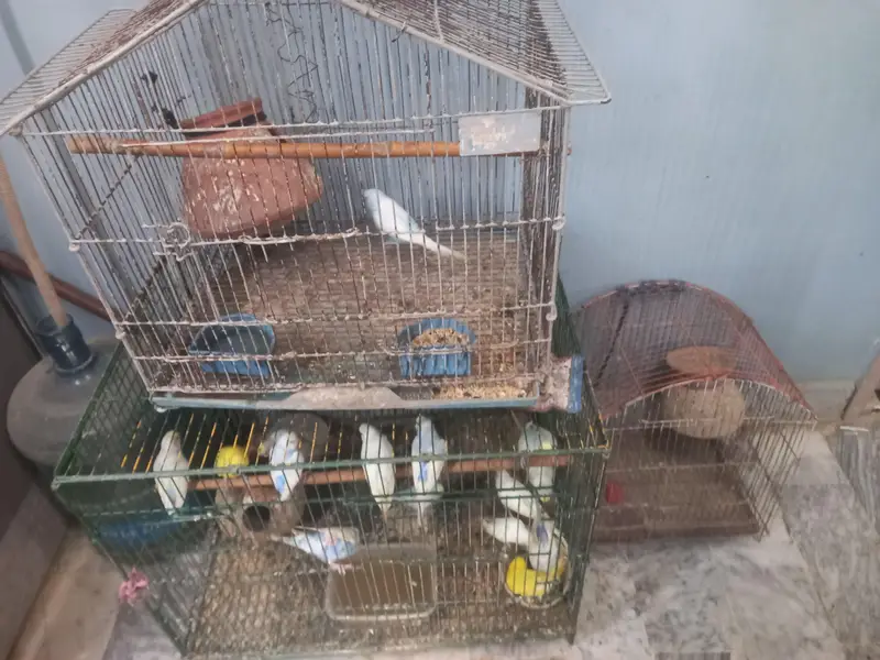 selling Australian parrots for sale with cages — photo 2