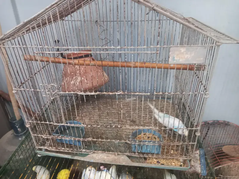 selling Australian parrots for sale with cages — photo 3
