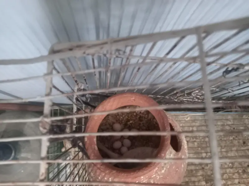 selling Australian parrots for sale with cages — photo 4