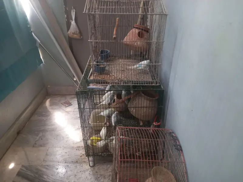 selling Australian parrots for sale with cages — photo 5
