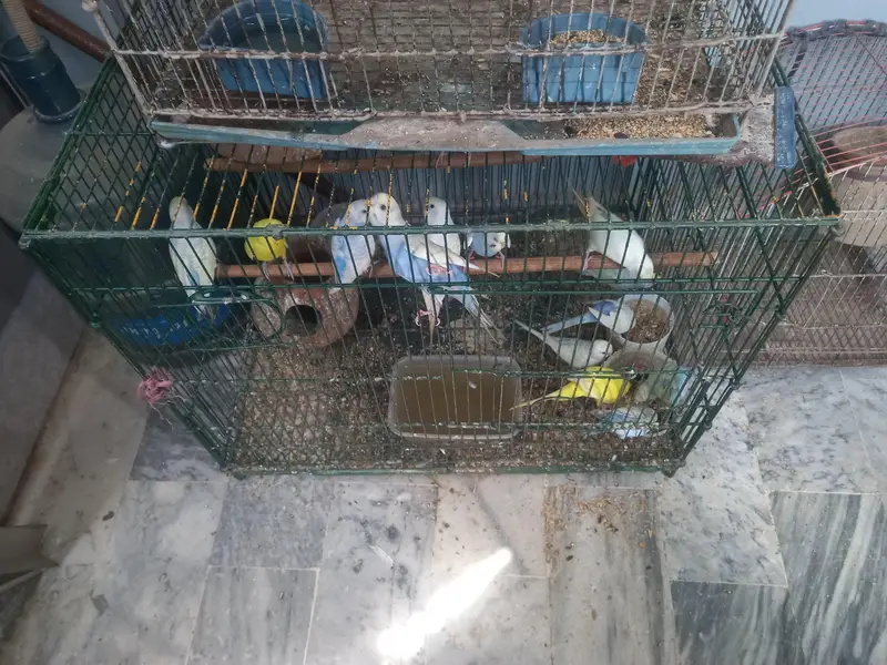 selling Australian parrots for sale with cages — photo 6