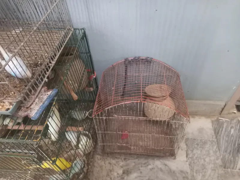 selling Australian parrots for sale with cages — photo 7