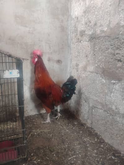 Misri 3 Male & 1 Female for sell