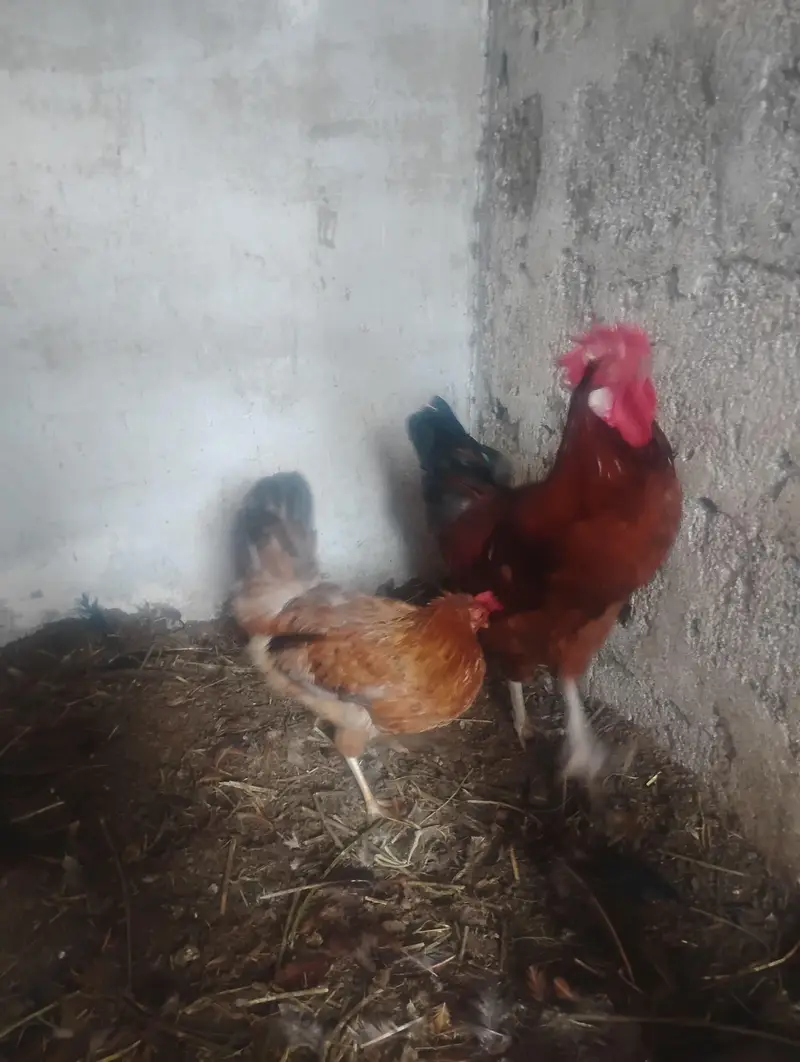 Misri 3 Male & 1 Female for sell — photo 2