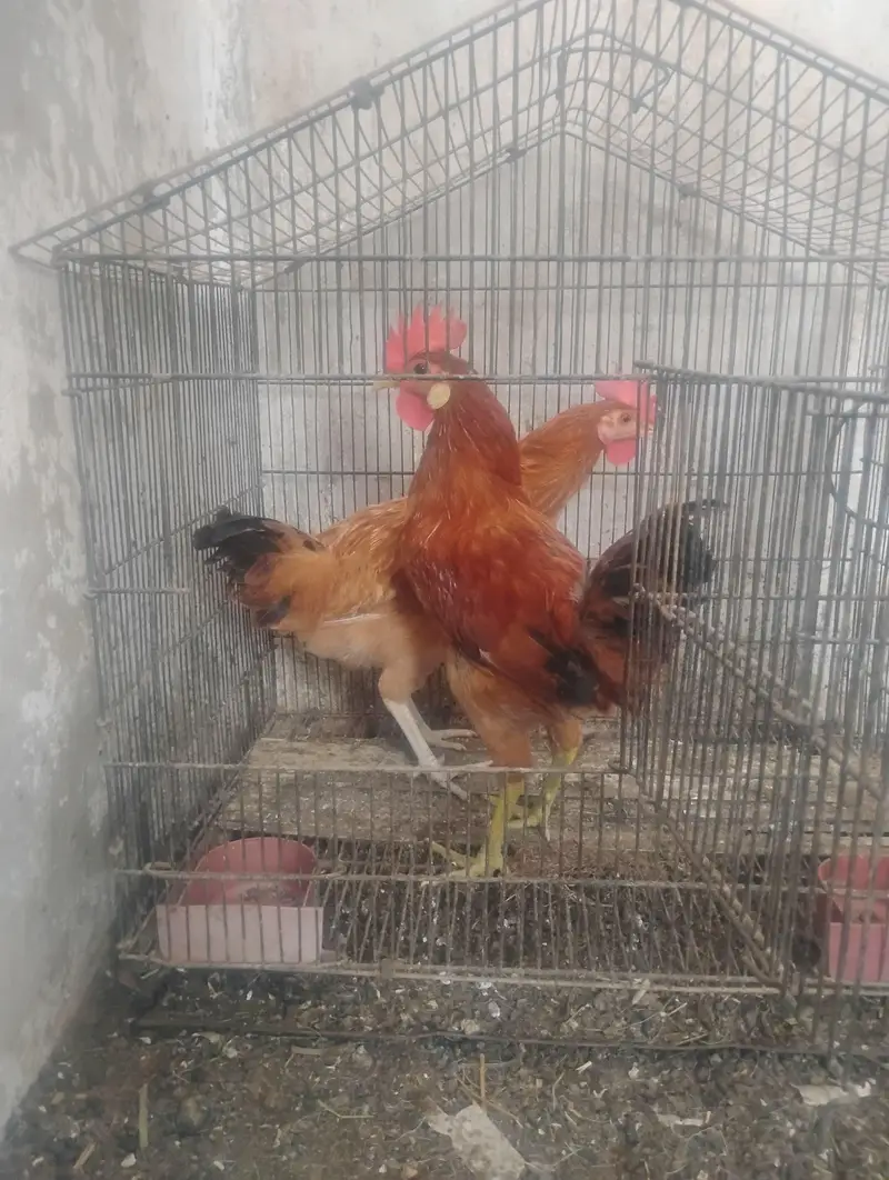 Misri 3 Male & 1 Female for sell — photo 3