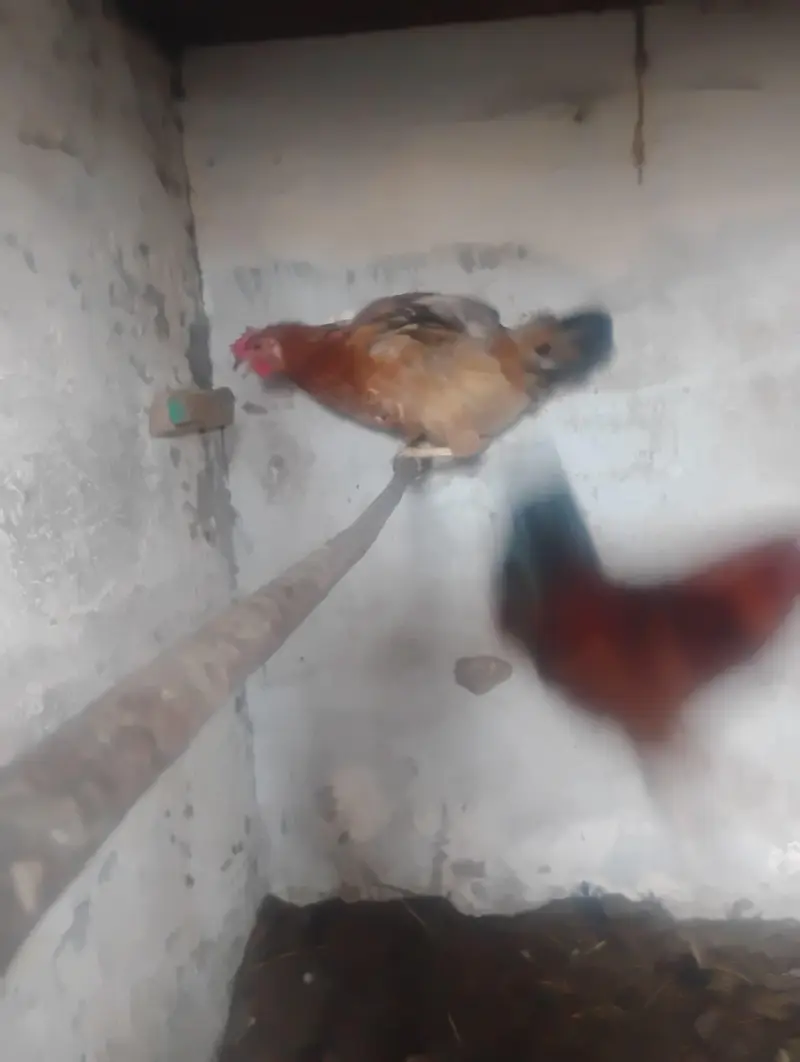 Misri 3 Male & 1 Female for sell — photo 4