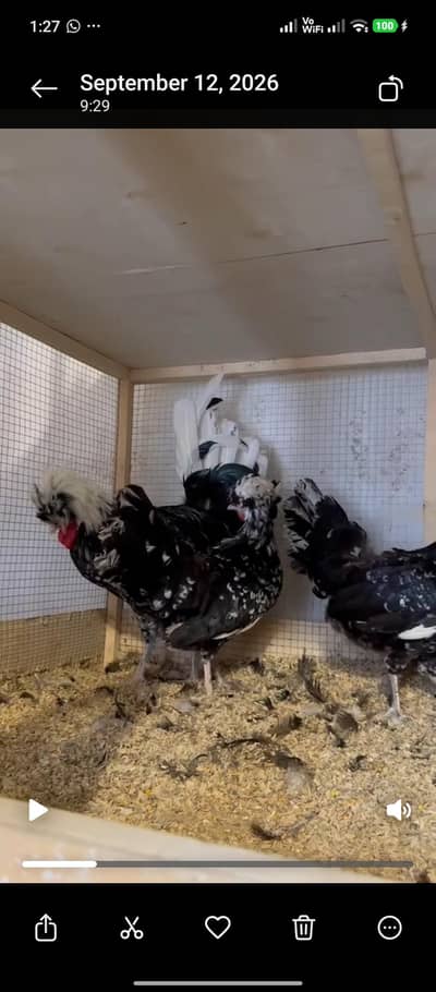 Yokohama, Swing necj, onagadori, molted polish, frizzle, cochin