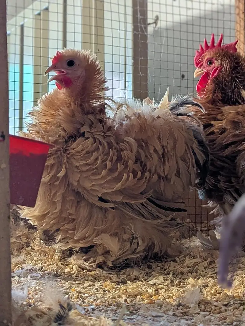 Yokohama, Swing necj, onagadori, molted polish, frizzle, cochin — photo 4