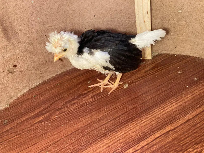 Yokohama, Swing necj, onagadori, molted polish, frizzle, cochin — photo 6