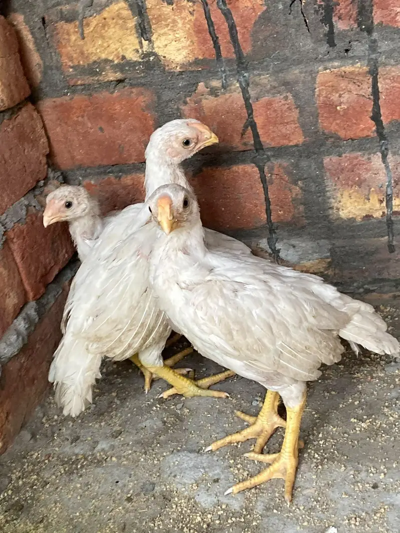 Yokohama, Swing necj, onagadori, molted polish, frizzle, cochin — photo 9