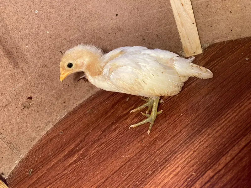 Yokohama, Swing necj, onagadori, molted polish, frizzle, cochin — photo 10