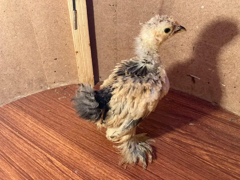 Yokohama, Swing necj, onagadori, molted polish, frizzle, cochin — photo 11