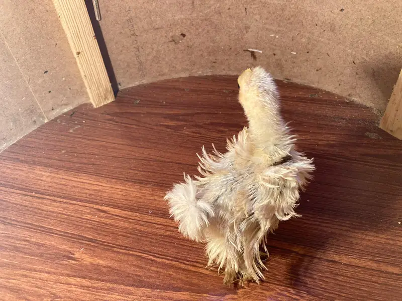 Yokohama, Swing necj, onagadori, molted polish, frizzle, cochin — photo 12