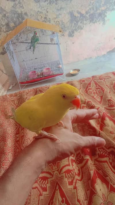 yellow ringnack ND cremeno ringnack 2 pec for sale