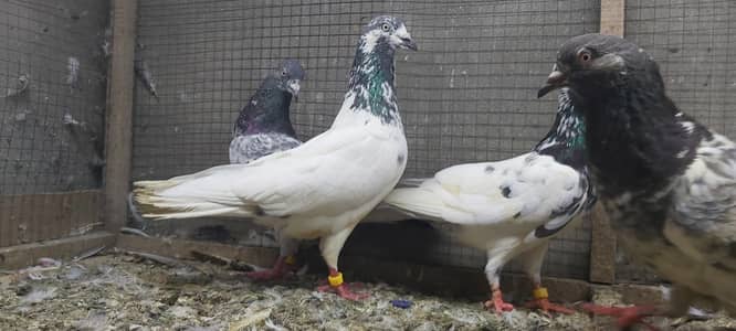 Taddi Goldan Kamagar Joro Walay Kabotar For Sale.