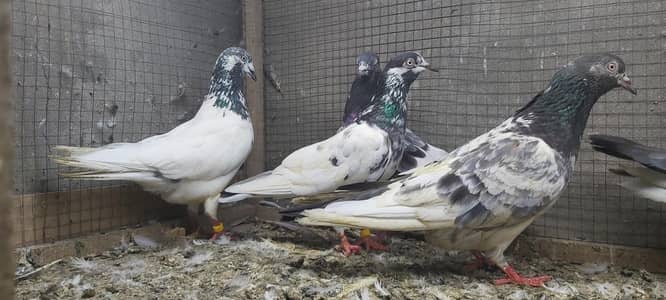 Taddi Goldan Kamagar Joro Walay Kabotar For Sale.