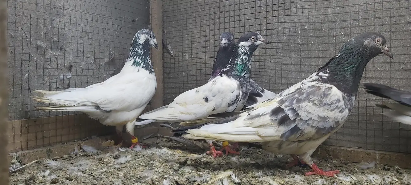 Taddi Goldan Kamagar Joro Walay Kabotar For Sale. — photo 2