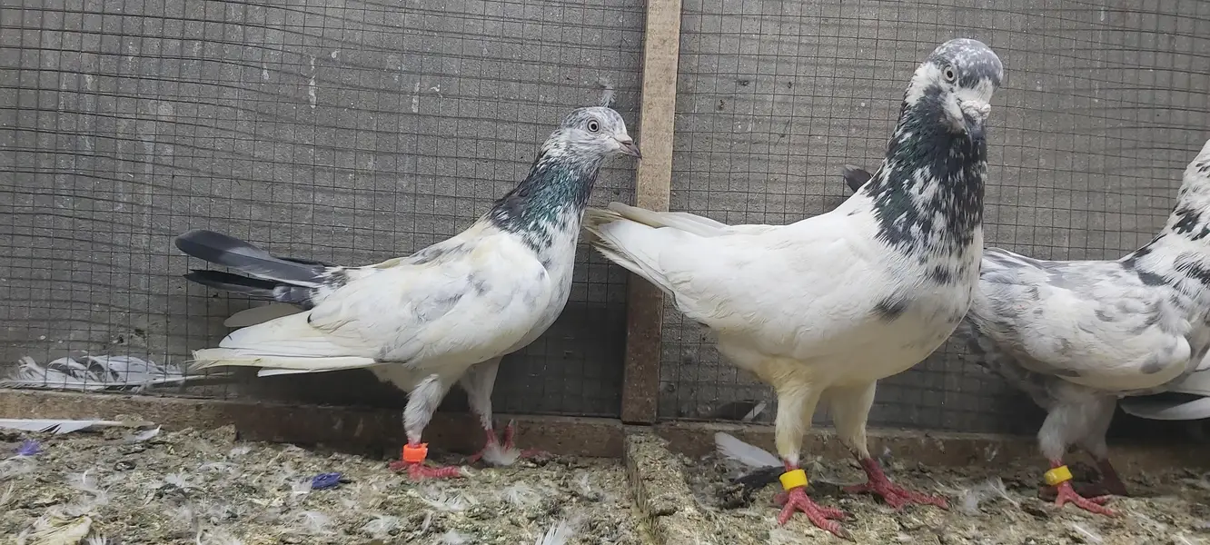 Taddi Goldan Kamagar Joro Walay Kabotar For Sale. — photo 4