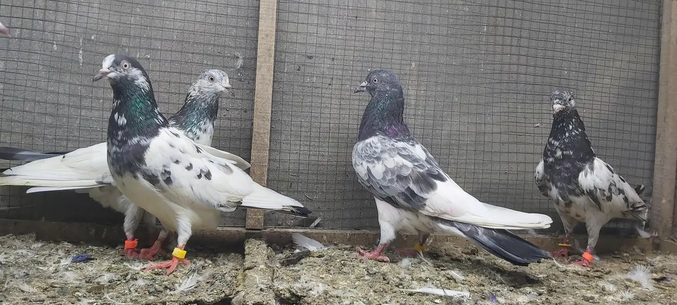 Taddi Goldan Kamagar Joro Walay Kabotar For Sale. — photo 5