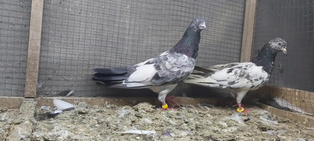 Taddi Goldan Kamagar Joro Walay Kabotar For Sale. — photo 7