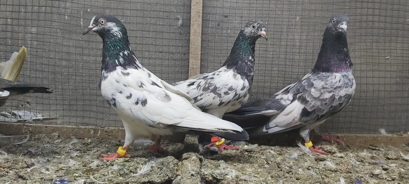 Taddi Goldan Kamagar Joro Walay Kabotar For Sale. — photo 10