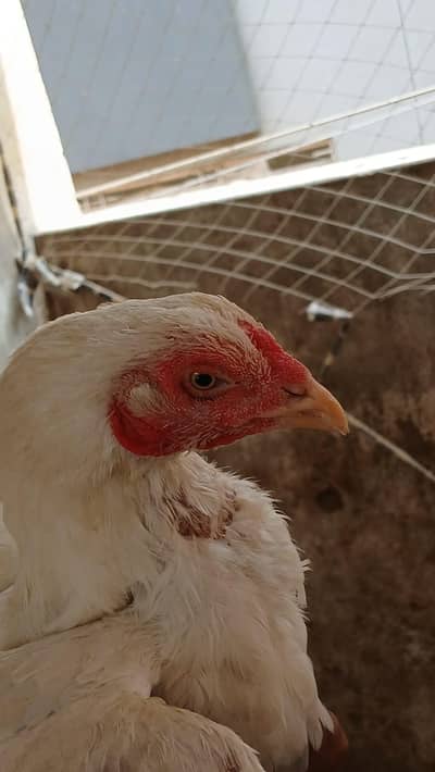 heera female hai