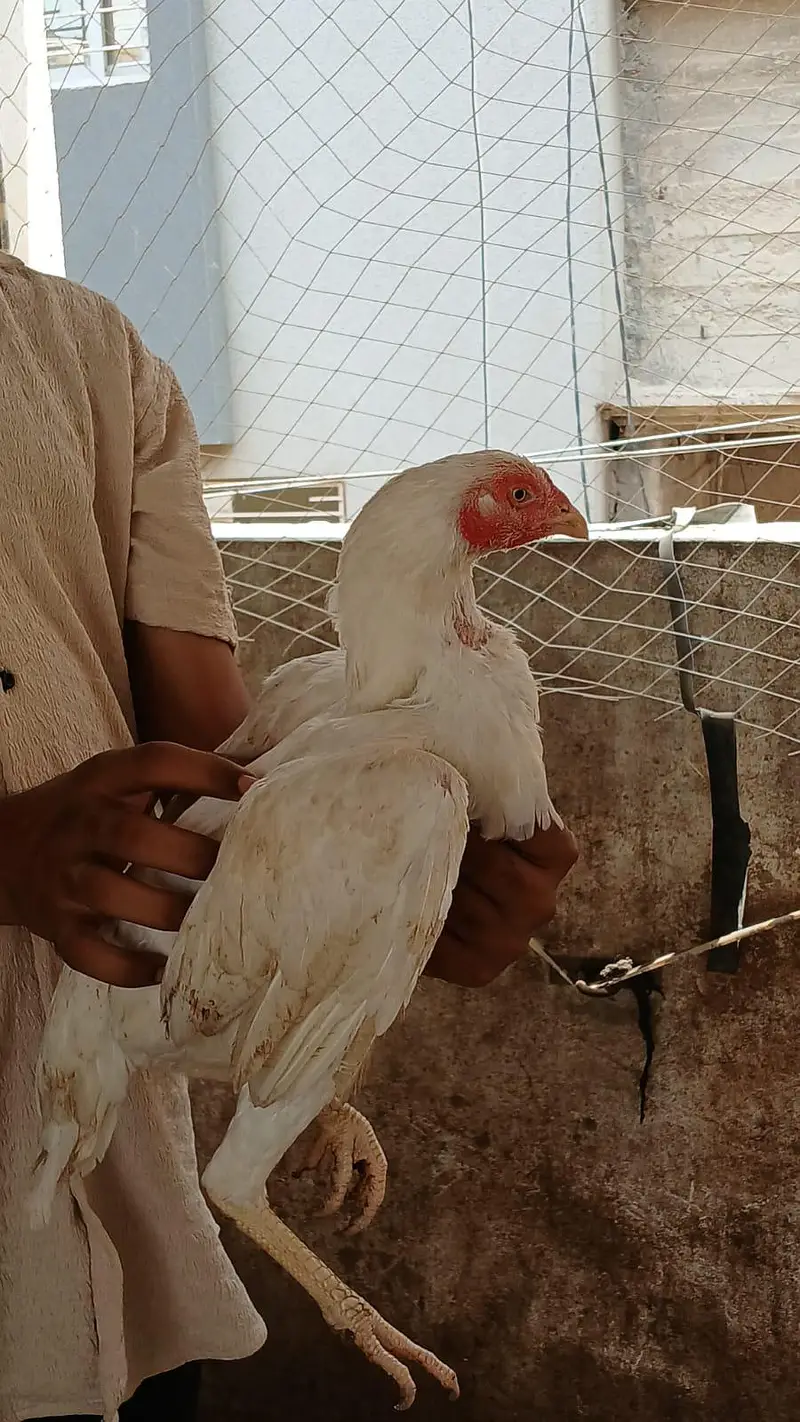heera female hai — photo 3