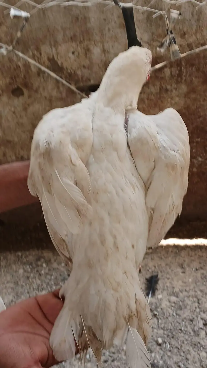 heera female hai — photo 4